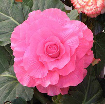 B. ‘Patricia’